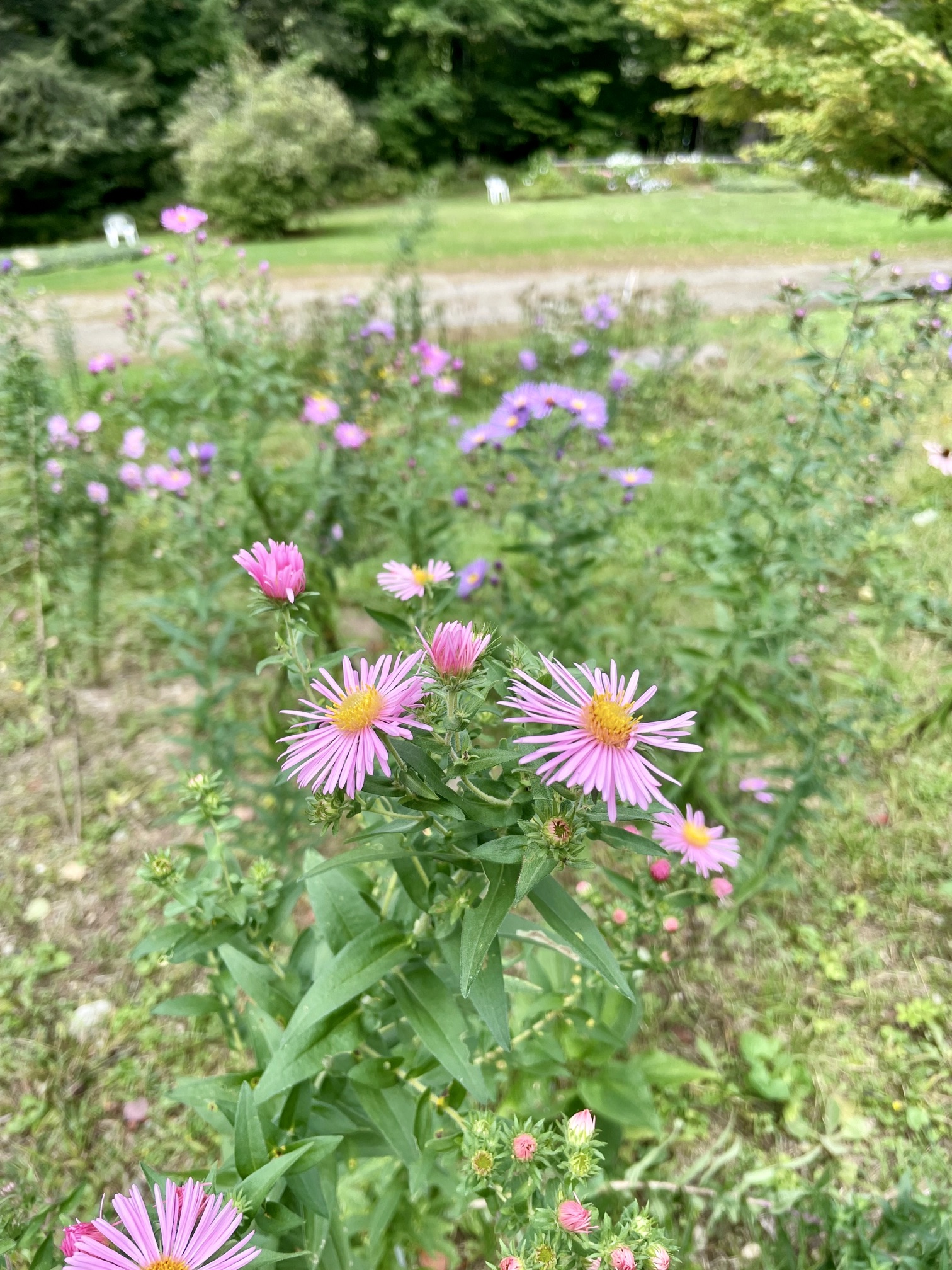 New England Aster in bloom