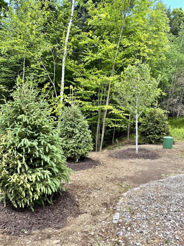 White Spruce Planting